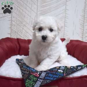 Mittens, Bichon Frise Puppy